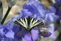 Le Flamb (Lpidoptre - Papilionidae - Iphiclides podalirius)